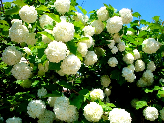 ����ũ��� ����